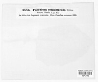 Cylindrium cordae image